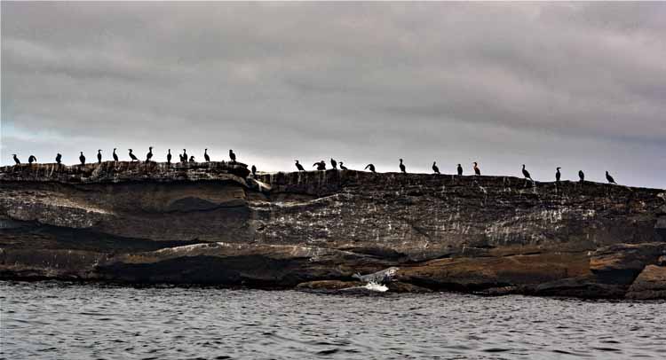 cormorants on rocks